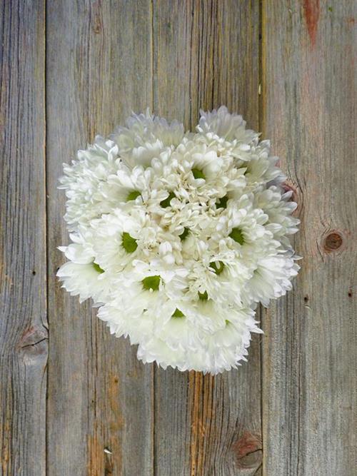 MERAKI WHITE DAISY POMPS